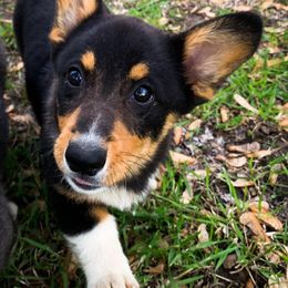 Pembroke Welsh Corgi Puppies from 7 M Corgis