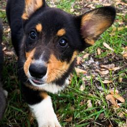 Pembroke Welsh Corgi Puppies from 7 M Corgis