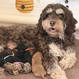 Cavapoos from Beehive Fur Friends