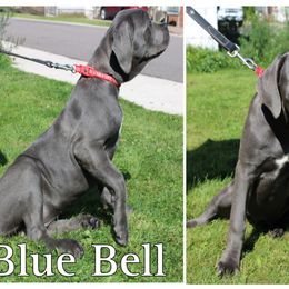 Cane Corso Puppies from Dale Diessner
