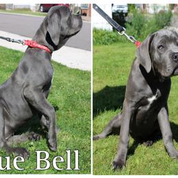 Cane Corso Puppies from Dale Diessner
