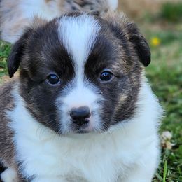 Valdez - Brindle and white male American Corgi puppy in Concrete, Washington from Wigglebutts American Corgis