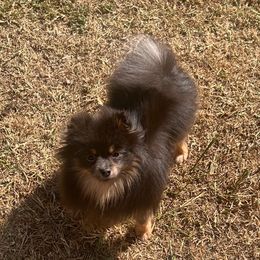 Angel - Blue and tan female Pomeranian puppy in Newalla, Oklahoma from Classy Poms