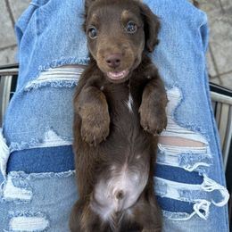 Dachshund Puppies from Twisted C’s Dachshunds