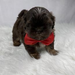 Jordan - Chocolate and tan male Shih Tzu puppy in Columbia, Kentucky from Lisa Bandy Luxe Shih Tzu