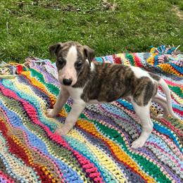 Crush - White and red brindle male Whippet puppy in Oneida, Tennessee from Saving Grace