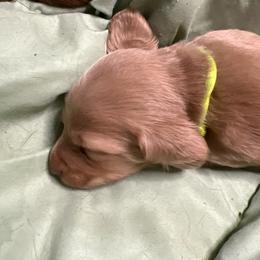 Shadow (Neon lime-green) of GretaLo Dachshunds - Cream male Dachshund puppy in Vancouver, Washington from GretaLo Dachshunds