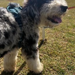 Aussiedoodle All Grown Up from Blu’s Aussiedoodles