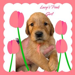 Golden Retriever Puppies from Family Loved Golden Retrievers