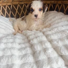 Boy 2 - Brown and white male Bernedoodle puppy in Brookville, Pennsylvania from Woodland Mountain Doodles