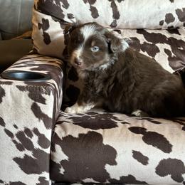 RTM - Red tri-color male Australian Shepherd puppy in Lexington, Nebraska from Osborne's Aussies