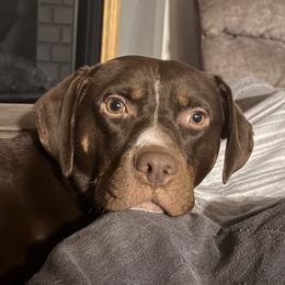 Dante - Catahoula Leopard Dog