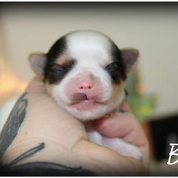 Belle - Parti female Yorkshire Terrier puppy in Warren, Michigan from Danielle's Yorkie Babies