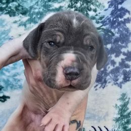Blueberry pie - Blue and white male Great Dane puppy in Monroe County, Pennsylvania from Poke-A-Nose Danes