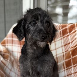 Charlie - Silver male Goldendoodle puppy in Troutman, North Carolina from Timberland Falls Goldendoodles