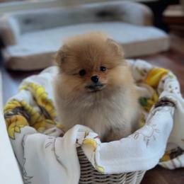 Boy 1 - Orange sable male Pomeranian puppy in Hot Springs, Arkansas from Pomeranian Empire