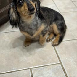 Olivia - Dachshund