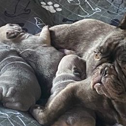 French Bulldogs from Michelle's French Bulldogs