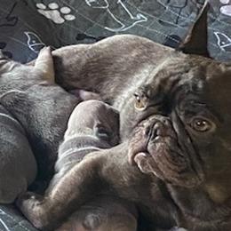 French Bulldogs from Michelle's French Bulldogs