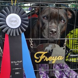 Staffordshire Bull Terrier All Grown Up from Freystaff Staffordshire Bull Terriers