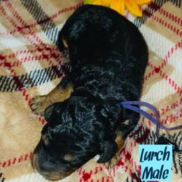 Lurch - Tri-color male Bernedoodle puppy in Beecher, Illinois from Erica’s Doodles