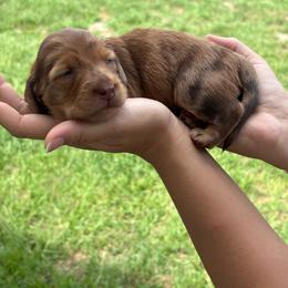 Teddy - Dapple male Dachshund puppy in Charlotte County, Florida from Doxie Den