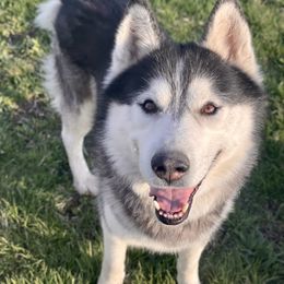 Zander - Siberian Husky
