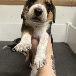 Red Collar - Black tan and bluetick female Beagle puppy in Jasper, Texas from Beech Grove Beagles