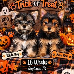 Yorkshire Terrier puppies from Loyal Littles