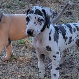 Great Danes from Garden Grove Great Danes