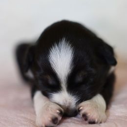 Miniature Australian Shepherd Puppies from Garay Mini Aussies
