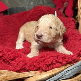 Goldendoodle Puppies from S_and_b_doodles