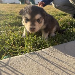 Chocolate - Chocolate female Pomsky puppy in Grandview, Washington from Alyssa’s Pomskies