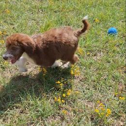 Seraphina - Brown and white female Aussiedoodle puppy in Grand Saline, Texas from Aussies Acre