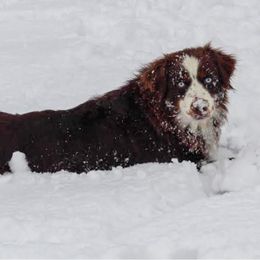 Lexi - Toy Australian Shepherd