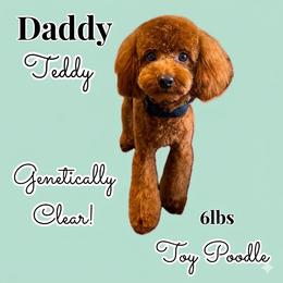Teddy - Poodle