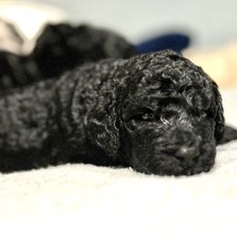 Dandilion - Black male Goldendoodle puppy in Kansas City, Missouri from Beary GoldenDoodles