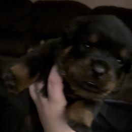 Boy 3 - Black and mahogany male Rottweiler puppy in Detroit, Michigan from Dark Storm Kennels