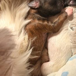 Ares - Brindle male Shih Tzu puppy in Durham, North Carolina from The 🐾 Tang Clan Chronicle & Nursery