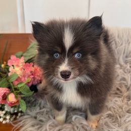 Reef - Blue male Pomsky puppy in La Verne, California from Red Cedar Pomskies