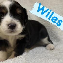Wiles (Male 1) - Black tri-color male Aussiedoodle puppy in South Central, Pennsylvania from Windy Hills Mini Aussies & Doodles