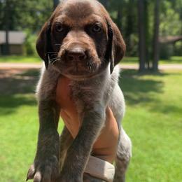 Pink Collar - Liver roan female German Shorthaired Pointer puppy in Huntington, Texas from B&B GSP’S