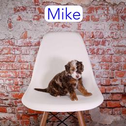 Mike - Chocolate merle male Bernedoodle puppy in Calhoun, Georgia from Happy Top Doodles