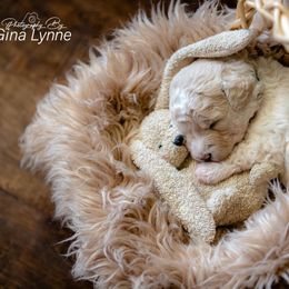 Goldendoodle Puppies from New Moon Farm Goldendoodles