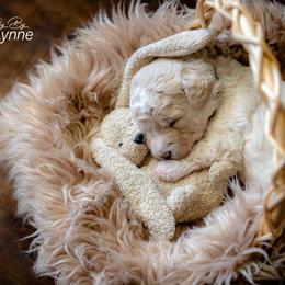 Goldendoodle Puppies from New Moon Farm Goldendoodles