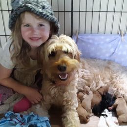 Sophie - Australian Labradoodle