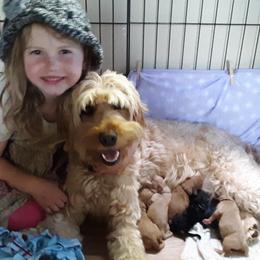 Sophie - Australian Labradoodle