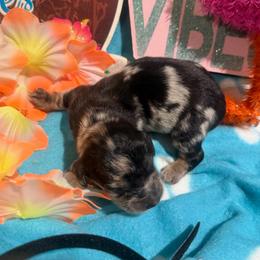 Black and tan dapple black collar - Dapple male Dachshund puppy in Pleasant Plains, Arkansas from JGBs Dachshunds