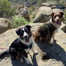 Australian Shepherd All Grown Up from A&K’s Aussies
