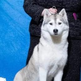 Eva - Gray and white female Siberian Husky puppy in Le Sueur, Minnesota from Tevana Siberians LLC